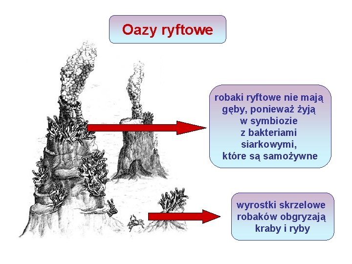 Oazy ryftowe robaki ryftowe nie mają gęby, ponieważ żyją w symbiozie z bakteriami siarkowymi,