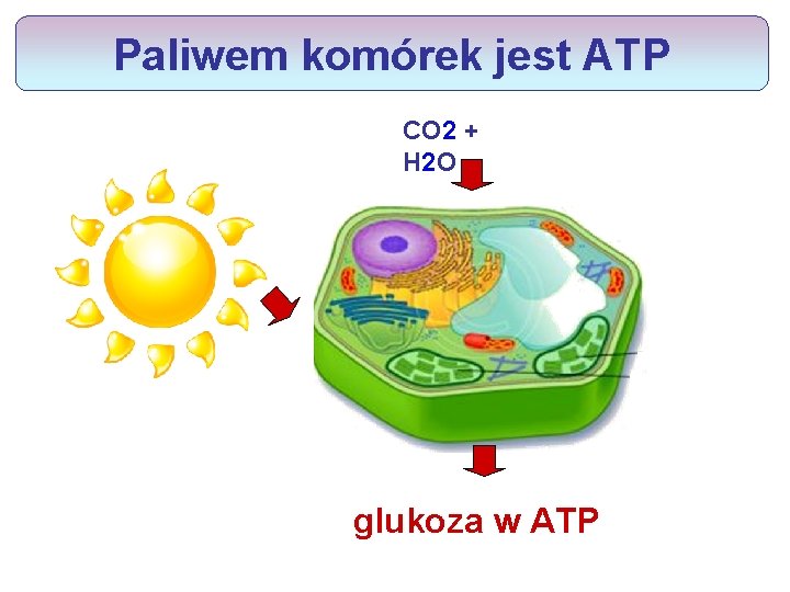 Paliwem komórek jest ATP CO 2 + H 2 O glukoza w ATP 