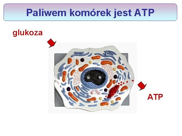 Paliwem komórek jest ATP glukoza ATP 