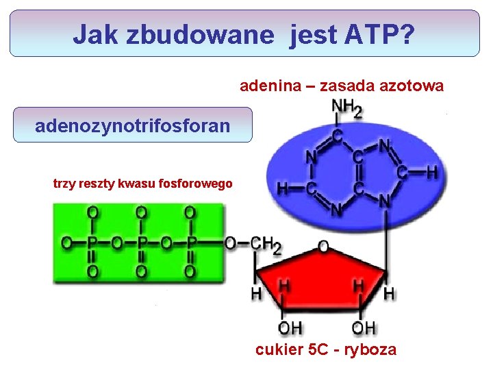 Jak zbudowane jest ATP? adenina – zasada azotowa adenozynotrifosforan trzy reszty kwasu fosforowego cukier