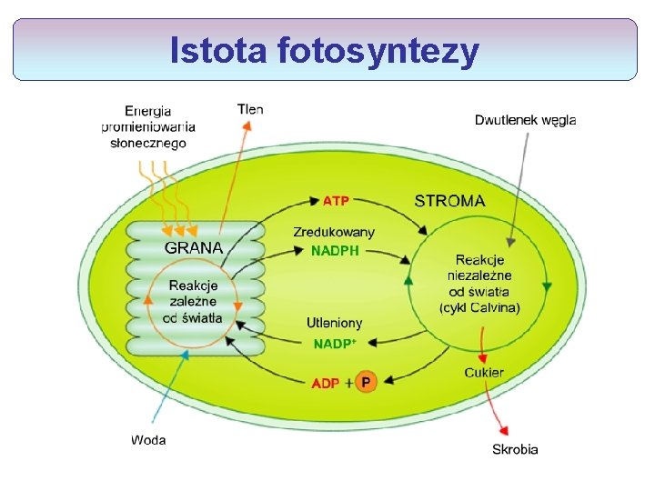 Istota fotosyntezy 