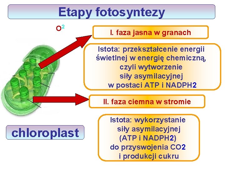 Etapy fotosyntezy O 2 I. faza jasna w granach Istota: przekształcenie energii świetlnej w