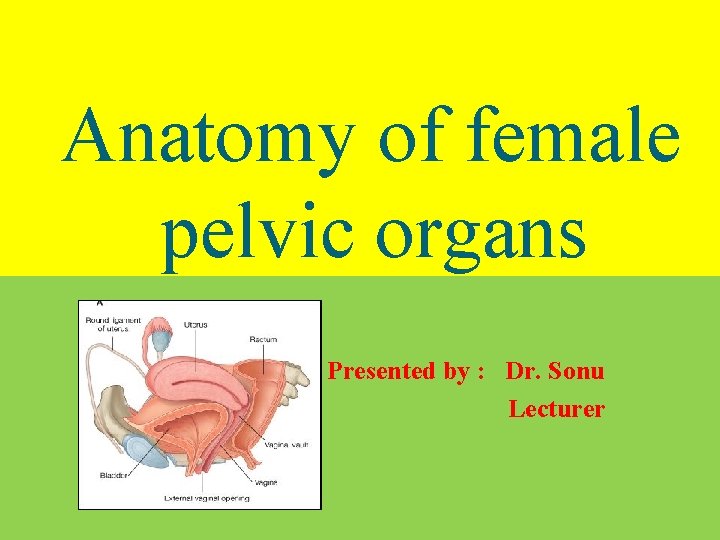 Anatomy of female pelvic organs Presented by : Dr. Sonu Lecturer 