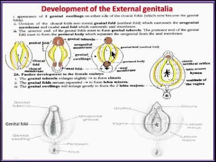 Anatomy of female pelvic organs Presented by Dr