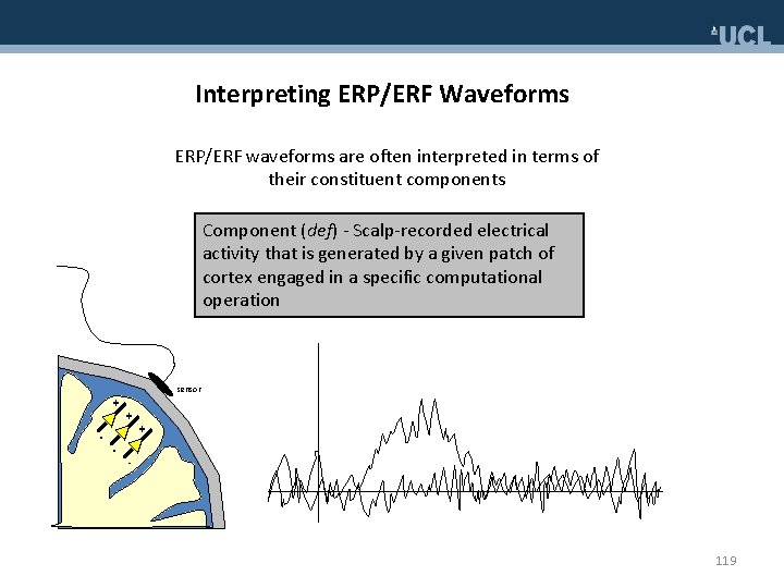 Interpreting ERP/ERF Waveforms ERP/ERF waveforms are often interpreted in terms of their constituent components