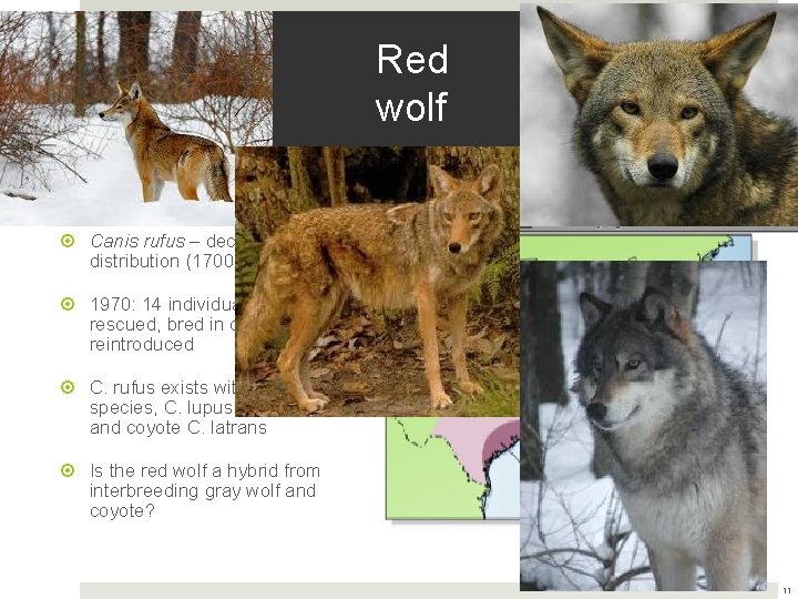 Red wolf Canis rufus – decreasing distribution (1700 to 1970) 1970: 14 individuals were