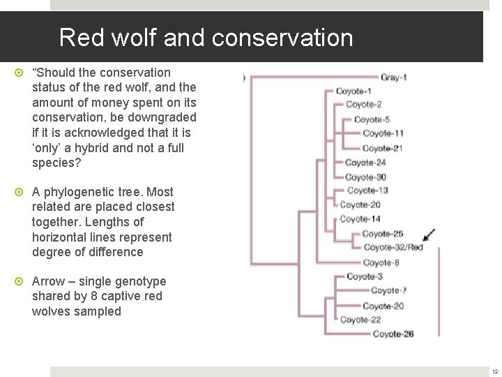 Red wolf and conservation “Should the conservation status of the red wolf, and the