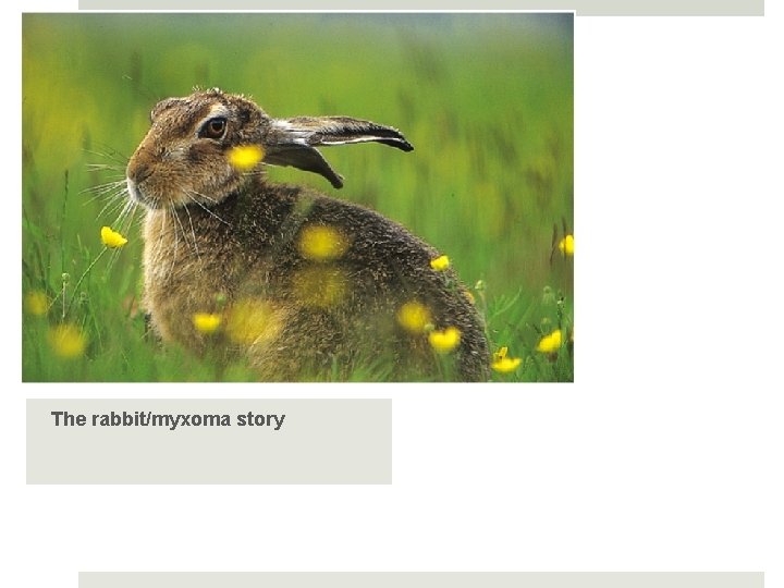 The rabbit/myxoma story 