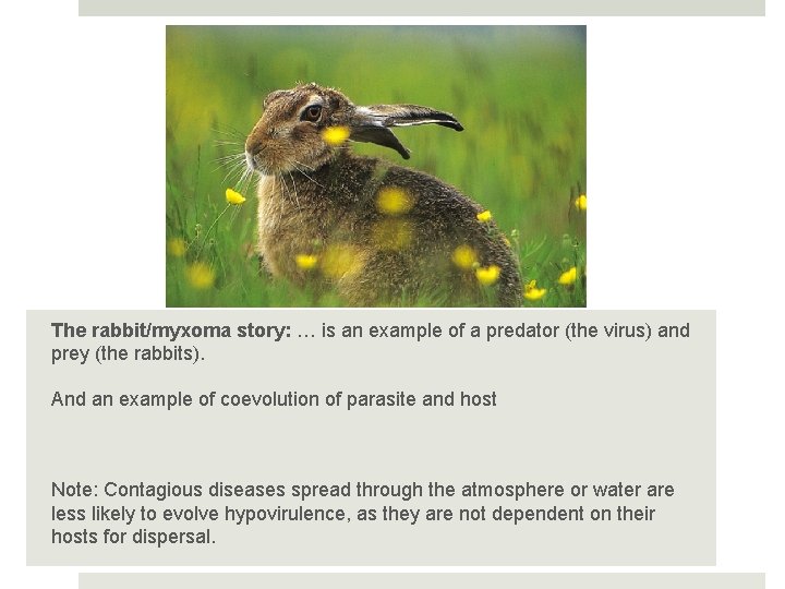 The rabbit/myxoma story: … is an example of a predator (the virus) and prey