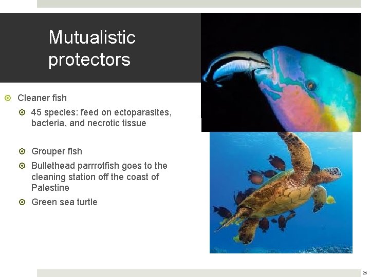 Mutualistic protectors Cleaner fish 45 species: feed on ectoparasites, bacteria, and necrotic tissue Grouper