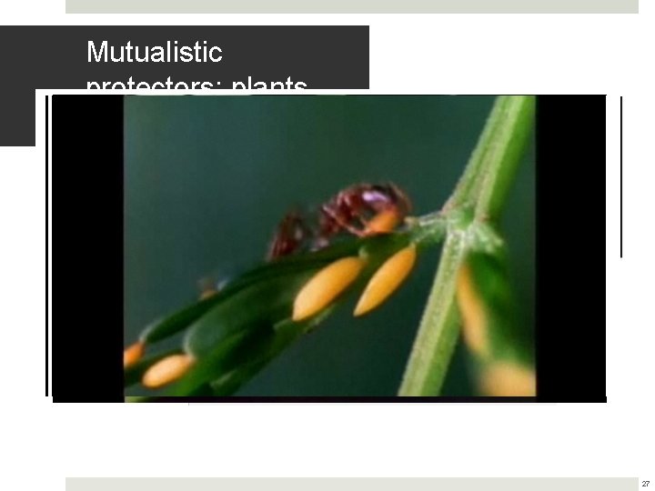 Mutualistic protectors: plants and ants Ants: the protector 27 