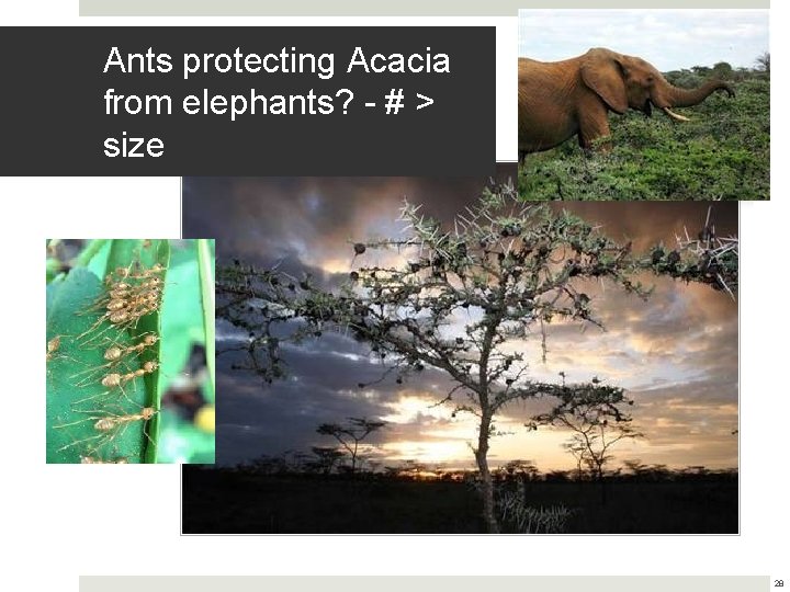 Ants protecting Acacia from elephants? - # > size 28 