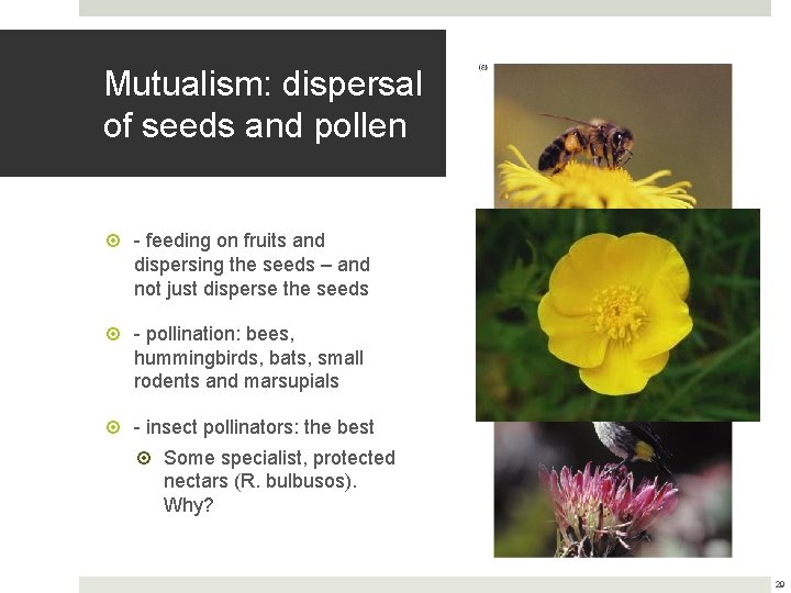 Mutualism: dispersal of seeds and pollen - feeding on fruits and dispersing the seeds