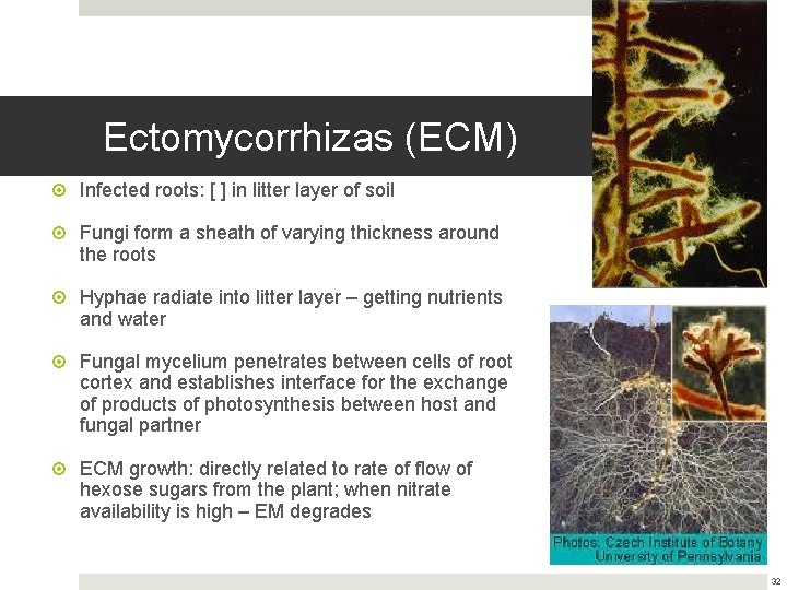 Ectomycorrhizas (ECM) Infected roots: [ ] in litter layer of soil Fungi form a