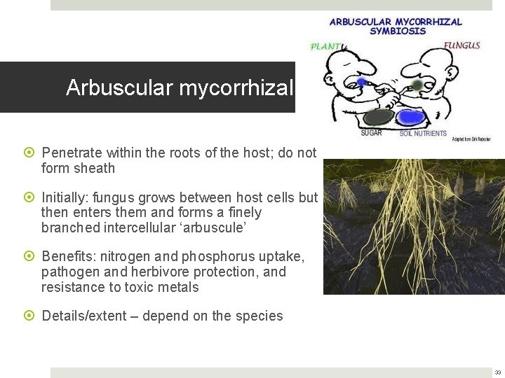 Arbuscular mycorrhizal Penetrate within the roots of the host; do not form sheath Initially: