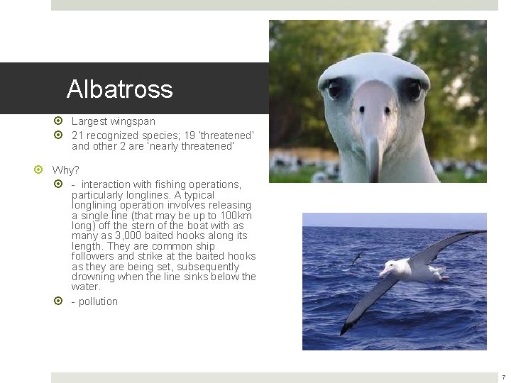 Albatross Largest wingspan 21 recognized species; 19 ‘threatened’ and other 2 are ‘nearly threatened’