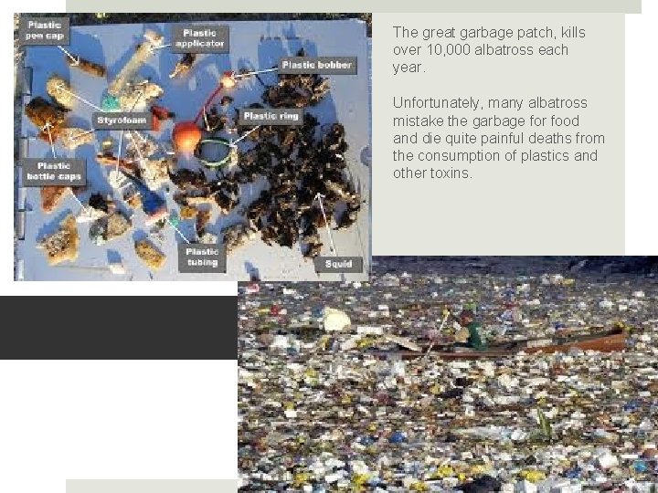 The great garbage patch, kills over 10, 000 albatross each year. Unfortunately, many albatross