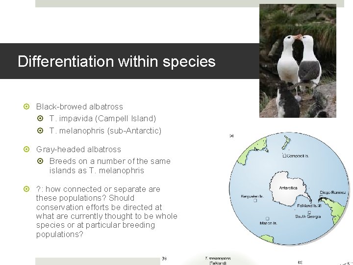 Differentiation within species Black-browed albatross T. impavida (Campell Island) T. melanophris (sub-Antarctic) Gray-headed albatross