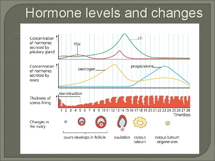 Hormone levels and changes 