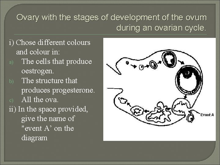 Ovary with the stages of development of the ovum during an ovarian cycle. i)