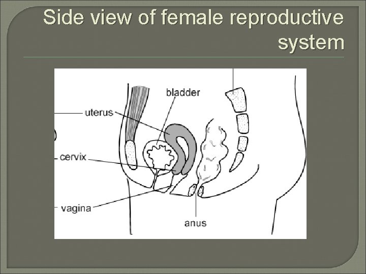 Side view of female reproductive system 