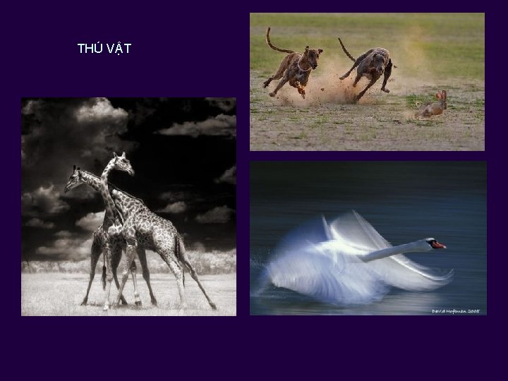 THÚ VẬT 