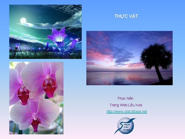 THỰC VẬT Thực hiện Trang Web Lều Xưa http: //www. oldcottage. net 