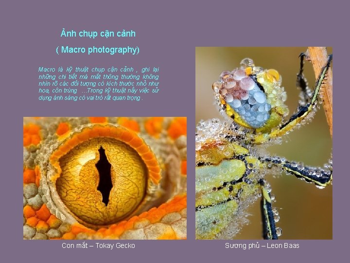 Ảnh chụp cận cảnh ( Macro photography) Macro là kỹ thuật chụp cận cảnh