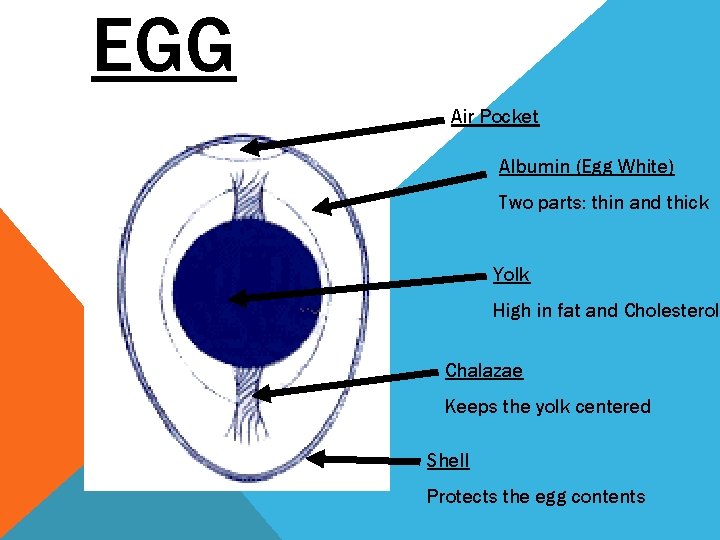 EGG Air Pocket Albumin (Egg White) Two parts: thin and thick Yolk High in