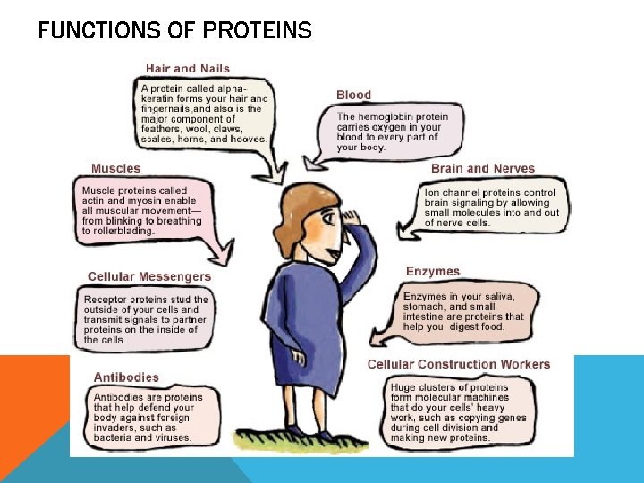 FUNCTIONS OF PROTEINS 