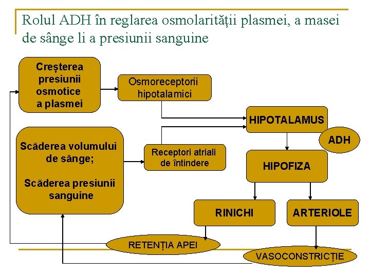 Rolul ADH în reglarea osmolarității plasmei, a masei de sânge li a presiunii sanguine