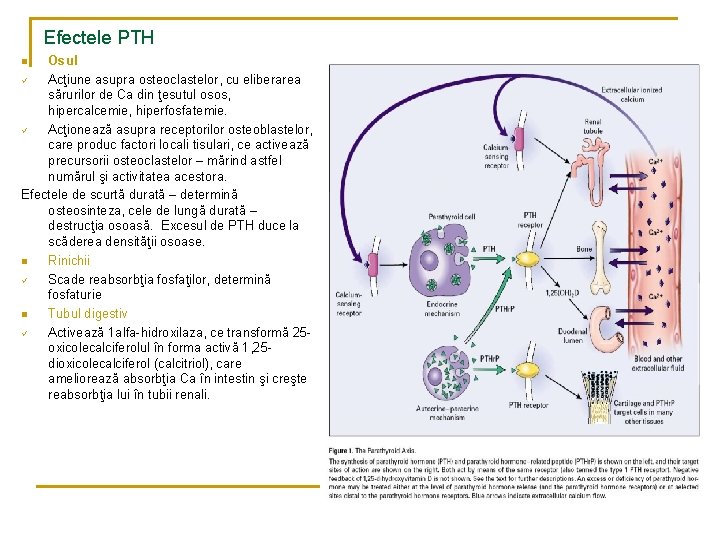 Efectele PTH Osul ü Acţiune asupra osteoclastelor, cu eliberarea sărurilor de Ca din ţesutul