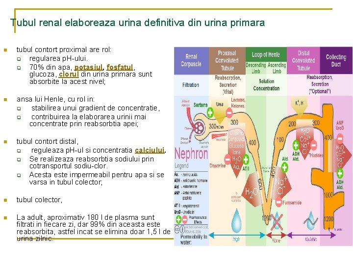 Tubul renal elaboreaza urina definitiva din urina primara n tubul contort proximal are rol: Tubul renal elaboreaza urina definitiva din urina primara n tubul contort proximal are rol: