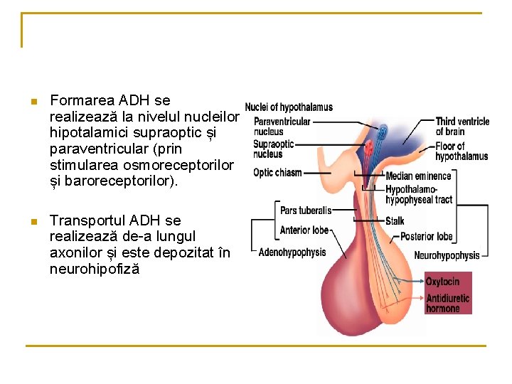 n Formarea ADH se realizează la nivelul nucleilor hipotalamici supraoptic și paraventricular (prin stimularea n Formarea ADH se realizează la nivelul nucleilor hipotalamici supraoptic și paraventricular (prin stimularea