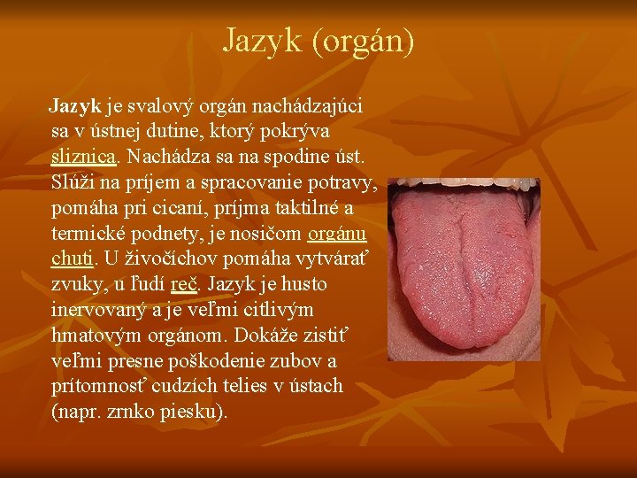 Jazyk (orgán) Jazyk je svalový orgán nachádzajúci sa v ústnej dutine, ktorý pokrýva sliznica.