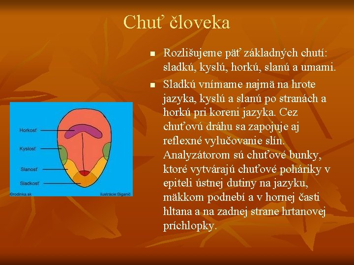 Chuť človeka n n Rozlišujeme päť základných chutí: sladkú, kyslú, horkú, slanú a umami.