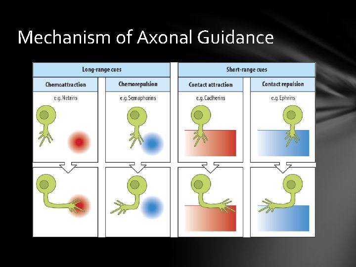 Mechanism of Axonal Guidance 