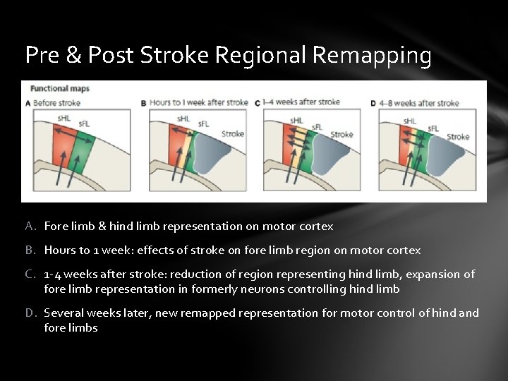 Pre & Post Stroke Regional Remapping A. Fore limb & hind limb representation on