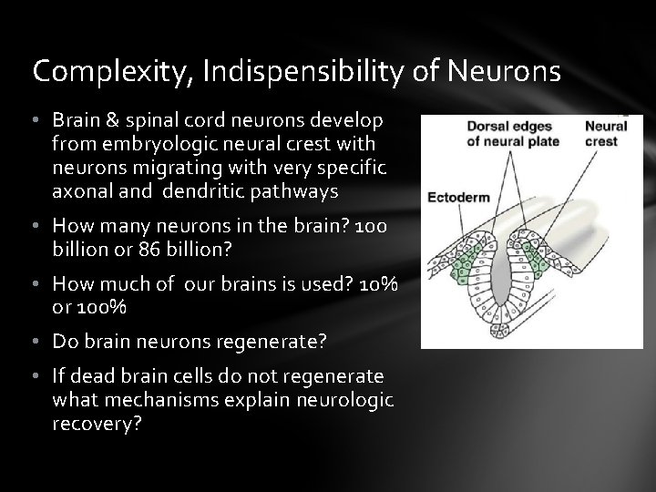 Complexity, Indispensibility of Neurons • Brain & spinal cord neurons develop from embryologic neural