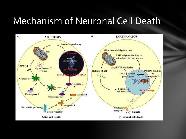 Mechanism of Neuronal Cell Death 