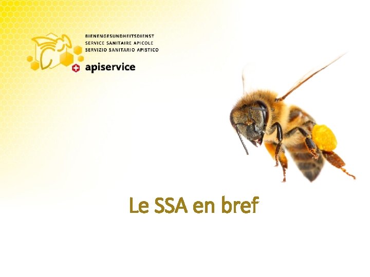 Le SSA en bref 