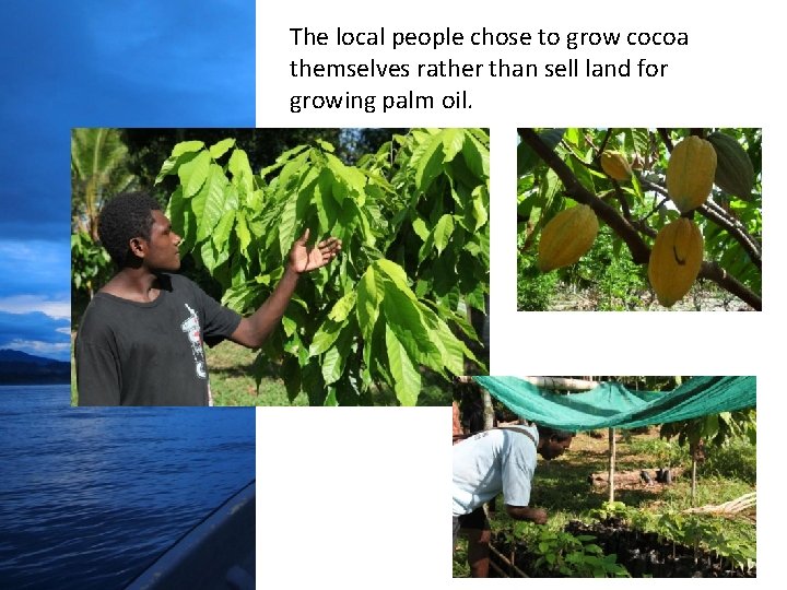 The local people chose to grow cocoa themselves rather than sell land for growing