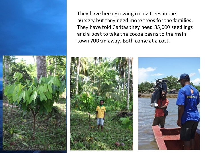 They have been growing cocoa trees in the nursery but they need more trees