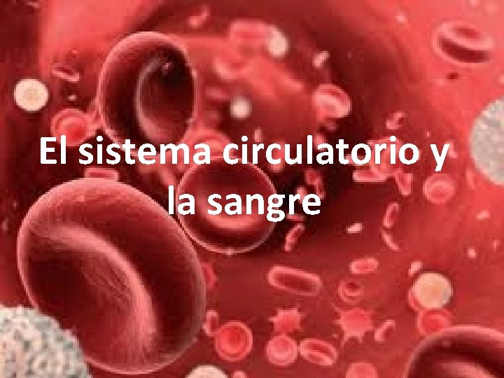 El sistema circulatorio y la sangre 