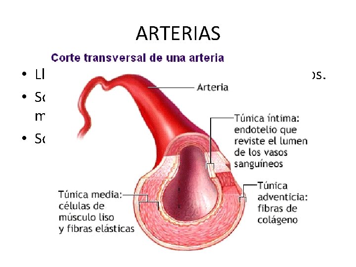 ARTERIAS • Llevan sangre desde el corazón a los órganos. • Son fuertes y