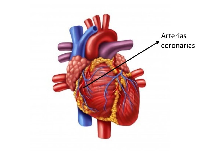 Arterias coronarias 