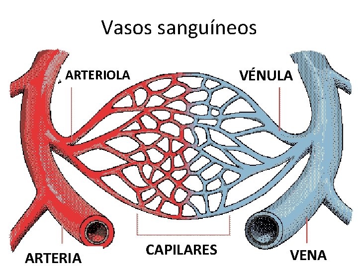 Vasos sanguíneos VÉNULA ARTERIOLA ARTERIA CAPILARES VENA 
