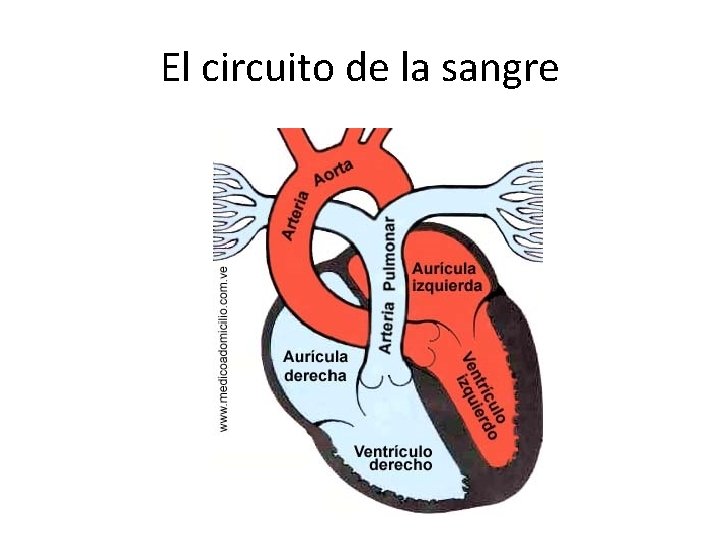 El circuito de la sangre 