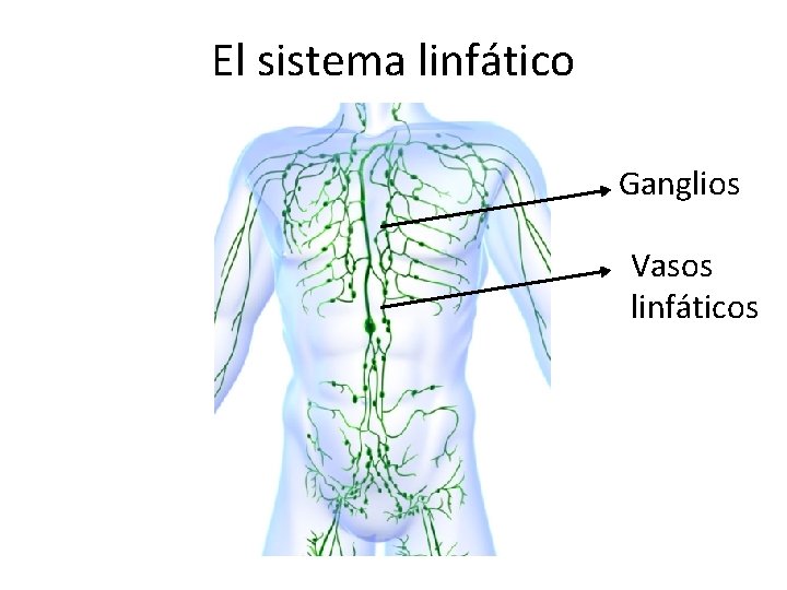 El sistema linfático Ganglios Vasos linfáticos 