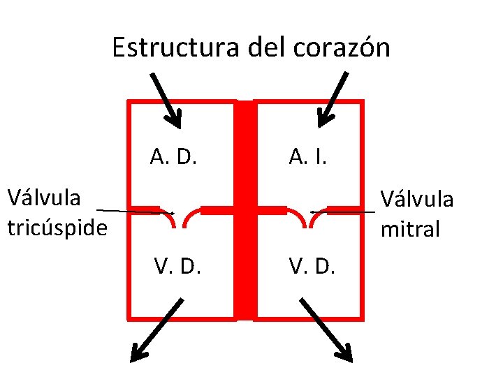 Estructura del corazón A. D. A. I. Válvula tricúspide Válvula mitral V. D. 